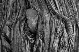 Un viejo tronco, Oaxaca