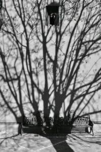 Sombra de una árbol de invierno proyectada en el centro del pueblo de Bernal