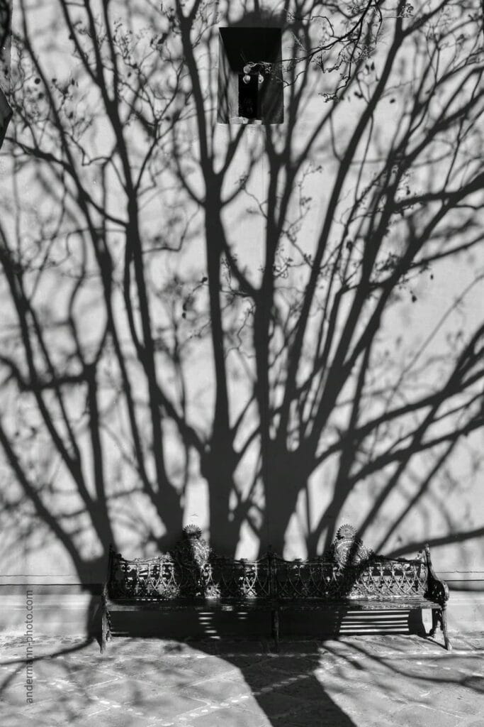 Sombra de una árbol de invierno proyectada en el centro del pueblo de Bernal